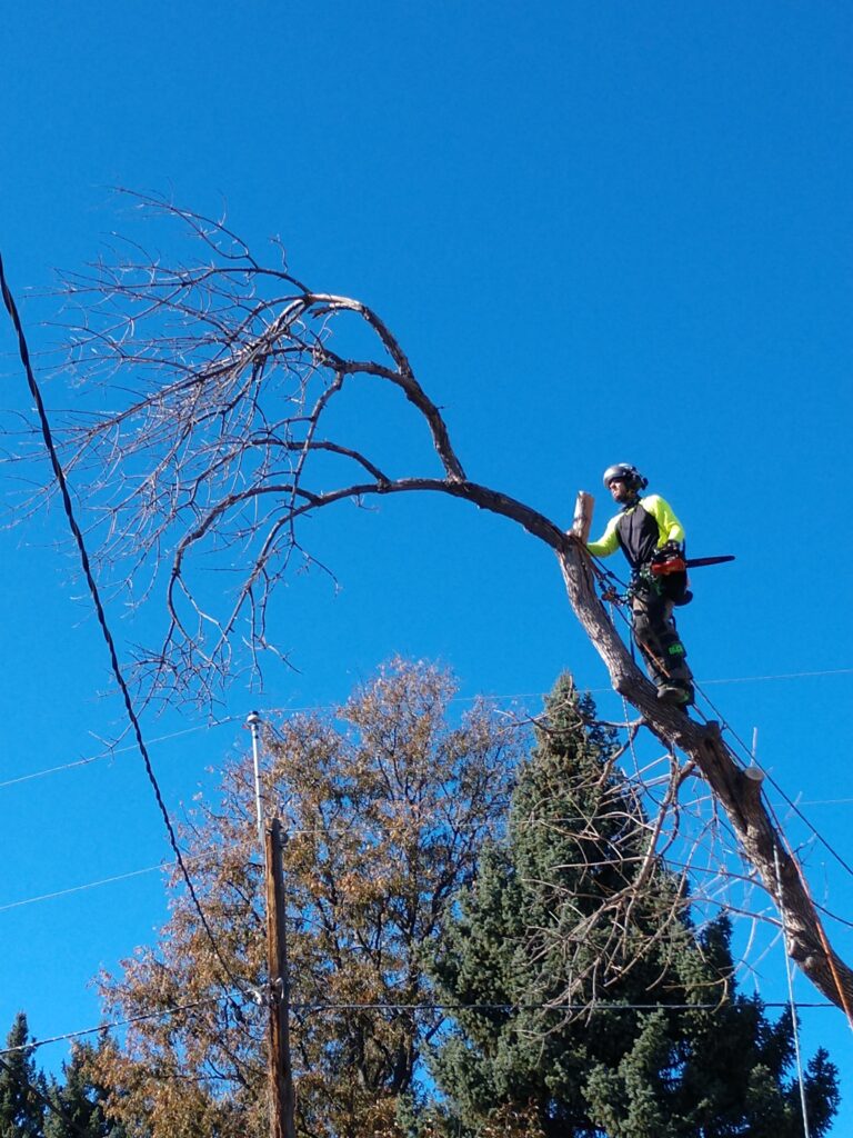 Commercial Tree Removal